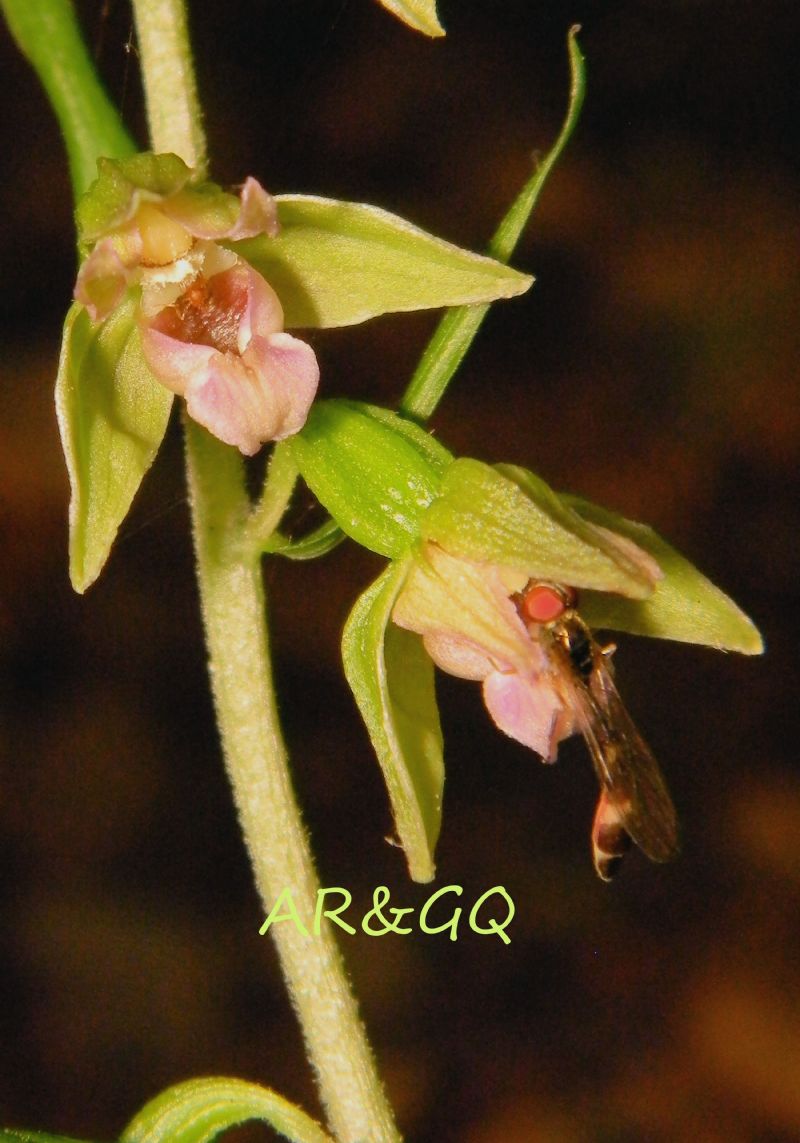 EPIPACTIS LEPTOCHILA SSP. UMBRAE